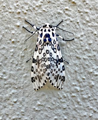 Giant Leopard Moth (8146)