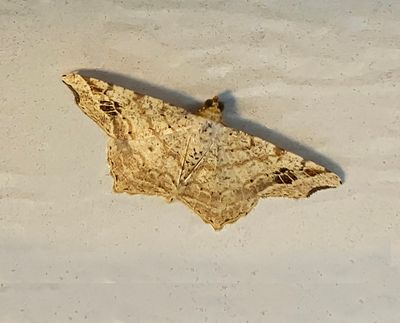 Common Angle Moth (6326)