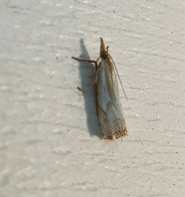 U.S. MOTHS: Pre-Pyraloid - Phycitinae-Peorinae