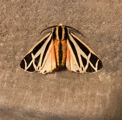 Harnessed Tiger Moth (8196)