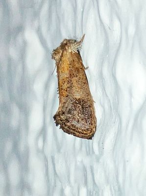 U.S. MOTHS: Pre-Tortricid - Tortricidae