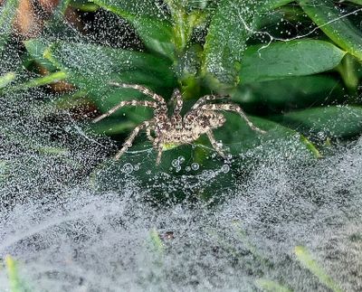 Simply Spiders