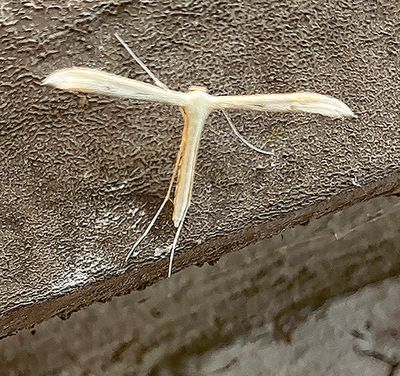 U.S. MOTHS: Thyrididae - Geometridae:Lithostege