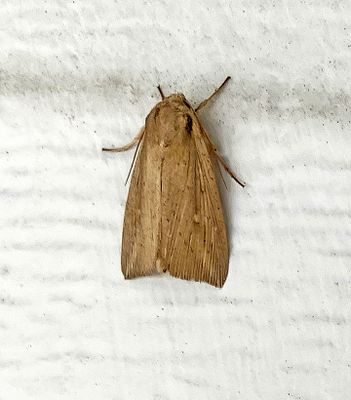 U.S. MOTHS: Noctuidae:Cucillinae-Grotellini