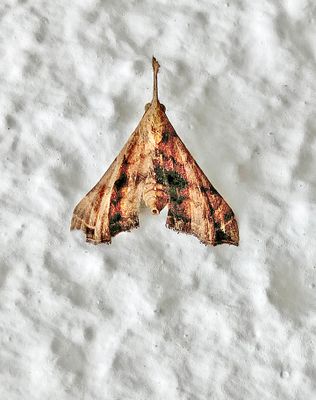 Faint-spotted Palthis Moth (8398)