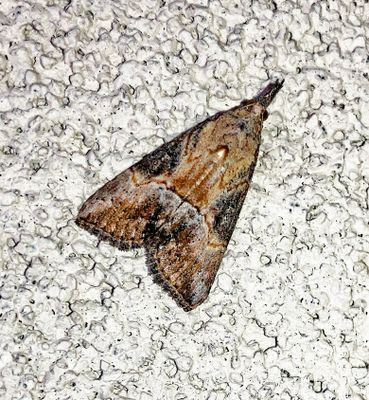 Green Cloverworm Moth (8465)