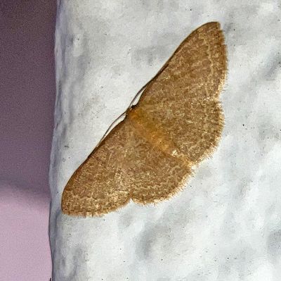 U.S. MOTHS:  Thyrididae - Geometridae:Lithostege