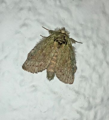 Saddled Prominent Moth (7994)