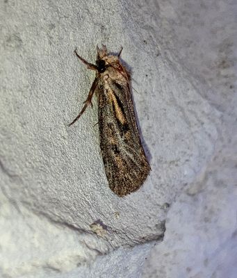 U.S. MOTHS: Pre-Tortricid - Tortricidae