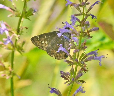 Horace's Duskywing