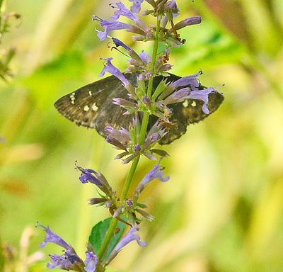 Duskywings (Genus: Erynnis)