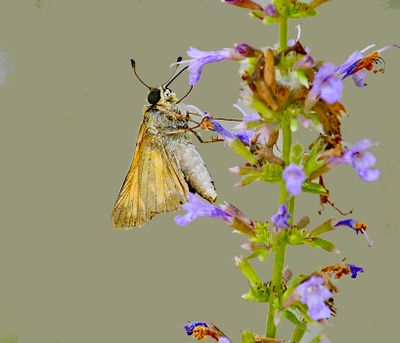 Skippers (Hesperiidae)