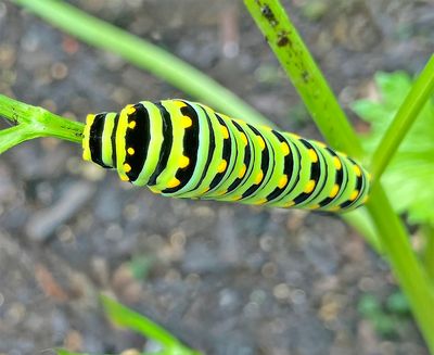 Eastern Black Swallowtail