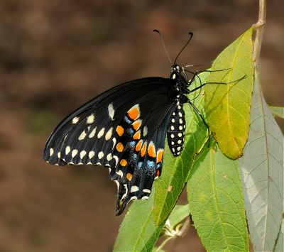 Eastern Black Swallowtail