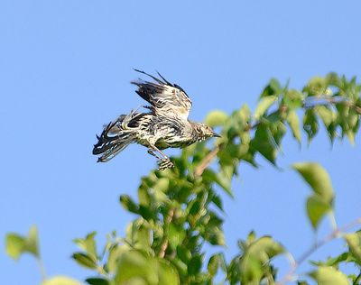 Northern Mockingbird