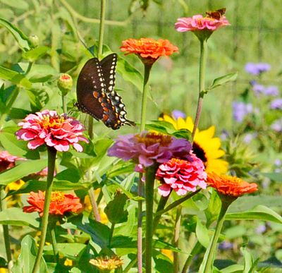 Spicebush Swallowtail