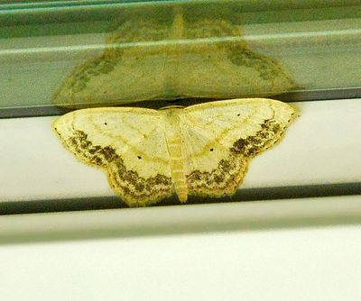 U.S. MOTHS: Thyrididae - Geometridae:Lithostege
