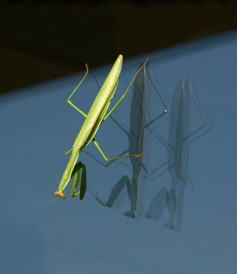 Narrow-winged Mantid