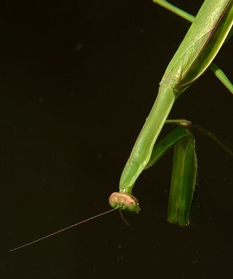 Narrow-winged Mantid