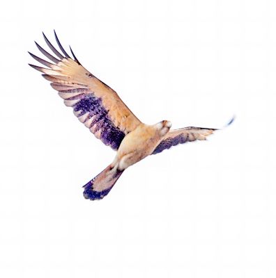 _DSC5496 YH Caracara Best Flight-Resize+ PSE pbase.jpg