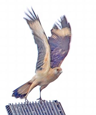 _DSC5493 YH Caracara Wings outstreched on light-Resize +PSE 2.3 pbase.jpg