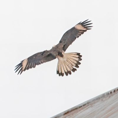_DSC5287 YHCaracara Frontal Flight-Resize +PSE pbase.jpg