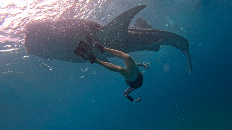 Philippines, Cebu island, Oslob, whale shark watching