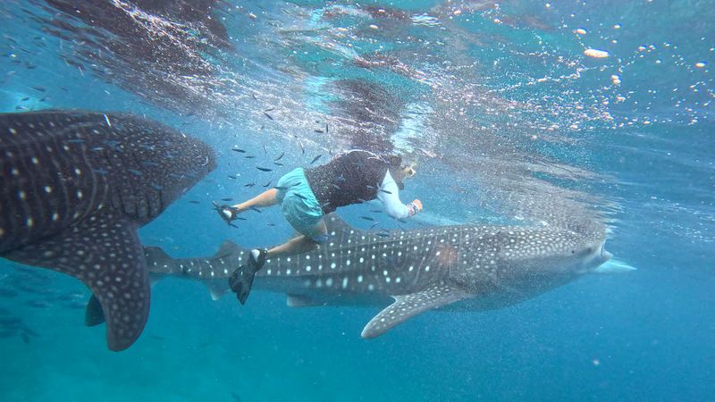Philippines, Cebu island, Oslob, whale shark watching