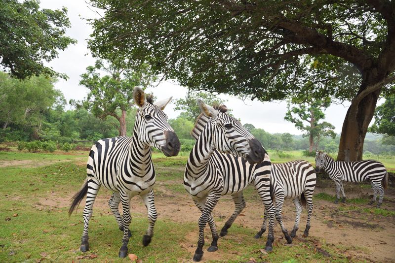 Philippines, Calauit Island safari Park
