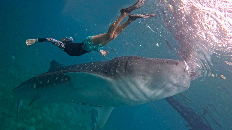 Philippines, Cebu island, Oslob, whale shark watching