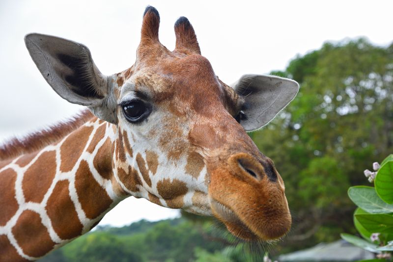 Philippines, Calauit Island safari Park