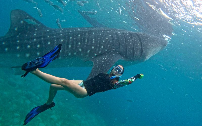 Philippines, Cebu island, Oslob, whale shark watching