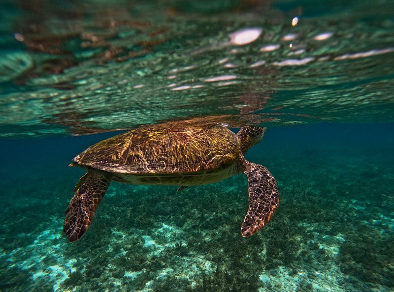 Philippines, Cebu island, Moalboal, Panagsama beach