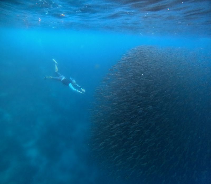 Philippines, Cebu island, Panagsama beach, sardines run