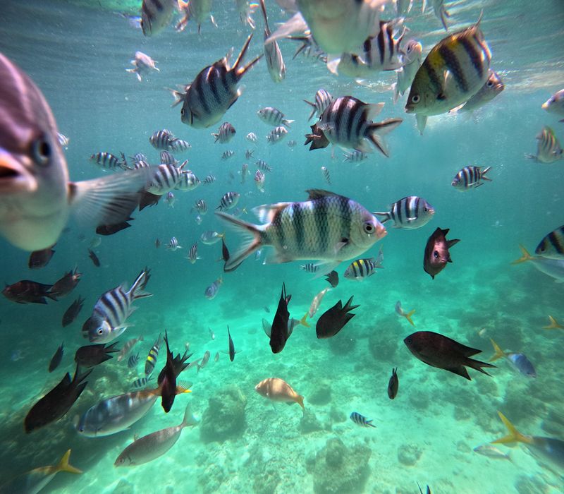 Philippines, fish soup