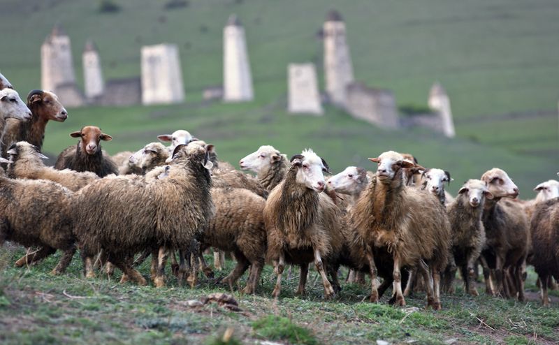 Russia, Ingushetia republic, Erzi village