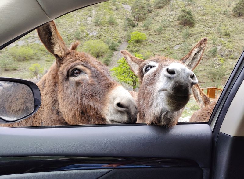hitchhikers