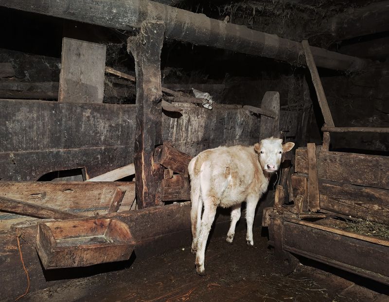 Mestia, everything in this cowshed on the ground floor of the old house (not museum) remains the same as it was 500 years ago