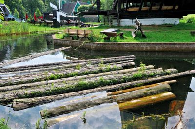 Wooden trunks in the water