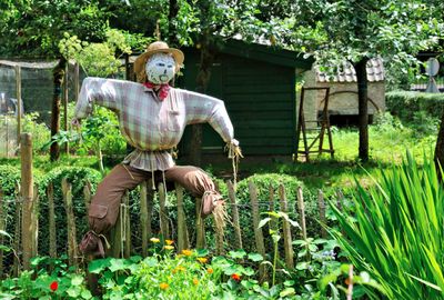 Scarecrow in the field