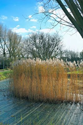 ACV_0442.jpg