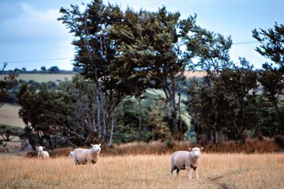 Cornwall