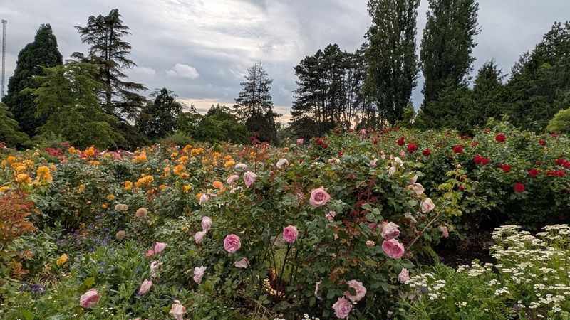 20250622_005420629 Q E Park rose garden.jpg