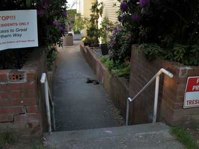 Cat on Walk P5254916 (2).jpg