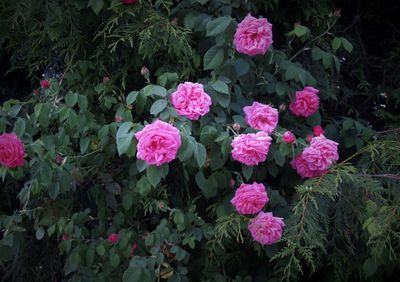 Mt Pleasant Roses P5254903 (2).jpg
