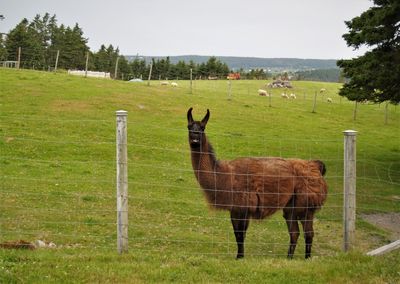 Newfoundland The Northeast Coast 2019