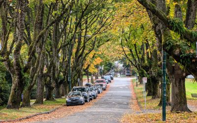 20241014_001615324 20th Douglas Park  trees.jpg