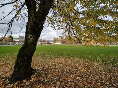 20241117_225709227 Park tree leaves.jpg
