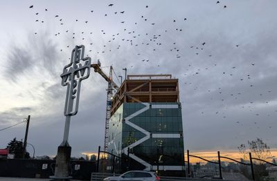 20241118_002725026 East Van Cross birds.jpg