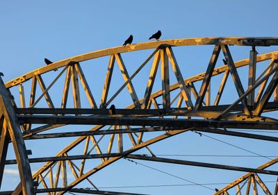 20250113_000759517 Crows on structure.jpg
